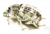 Brachyceridae sp.2  South Africa Rep. - INSECTS-STORE.RU