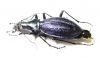 Carabus (Acoptolabrus) gehinii Japan - INSECTS-STORE.RU
