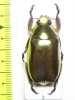 Chrysina argenteola  Ecuador - INSECTS-STORE.RU