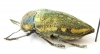 Julodis fimbriata ssp.  Niger - INSECTS-STORE.RU