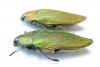 Steraspis sp.  Zambia - INSECTS-STORE.RU