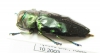 Chrysobothris sp.  Peru - INSECTS-STORE.RU