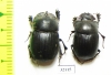 Copris sp., pair  South Africa Rep. - INSECTS-STORE.RU