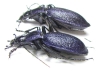 Carabus (Megodontus) caelatus dalmatinus, pair  Croatia - INSECTS-STORE.RU
