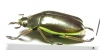 Chrysina argenteola  Ecuador - INSECTS-STORE.RU