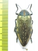 Julodis fimbriata ssp.  Niger - INSECTS-STORE.RU