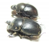 Copris sp., pair  South Africa Rep. - INSECTS-STORE.RU
