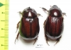 Dasygnathus dejeanii, pair  Australia - INSECTS-STORE.RU
