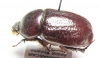 Dynastinae sp.  Madagascar - INSECTS-STORE.RU