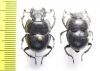 Lethrus kabaki, pair  Kirgizstan - INSECTS-STORE.RU
