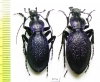 Carabus (Megodontus) caelatus dalmatinus, pair  Croatia - INSECTS-STORE.RU