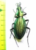 Carabus (Acoptolabrus) gehinii  Japan - INSECTS-STORE.RU
