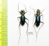Cylindera lautissima, pair  China, Sichuan prov. - INSECTS-STORE.RU