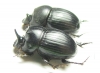 Copris sp., pair  South Africa Rep. - INSECTS-STORE.RU