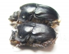 Bubas bubaloides, pair  Israel - INSECTS-STORE.RU