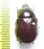 Dynastinae sp.  Madagascar - INSECTS-STORE.RU