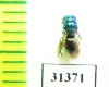Chrysididae sp.  Russia, Moscow reg. - INSECTS-STORE.RU