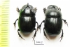 Copris sp., pair  South Africa Rep. - INSECTS-STORE.RU
