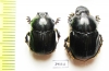 Bubas bubaloides, pair  Israel - INSECTS-STORE.RU