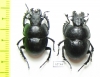 Lethrus scoparius, pair  Kazakhstan - INSECTS-STORE.RU