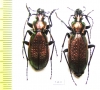 Carabus (Archiplectes) protensus olegi, pair  Georgia - INSECTS-STORE.RU