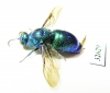 Chrysididae sp.  Indonesia, Java - INSECTS-STORE.RU