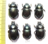Geotrupes mutator  Russia, Astrakhan reg. - INSECTS-STORE.RU