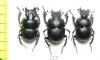 Lethrus bulbocerus, pair  Kazakhstan - INSECTS-STORE.RU