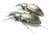 Carabus (Morphocarabus) hummeli nevelskii, pair  Russia, Sakhalin isl. - INSECTS-STORE.RU