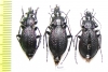Carabus (Sphodristocarabus) janthinus dvorschaki, pair  Abkhazia - INSECTS-STORE.RU