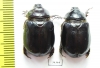 Pericoptus truncatus, pair  New Zealand - INSECTS-STORE.RU