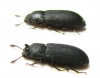 Cryphaeus punctipennis, pair  India - INSECTS-STORE.RU