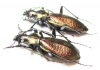 Carabus (Archiplectes) protensus olegi, pair  Georgia - INSECTS-STORE.RU