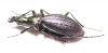 Carabus (Acoptolabrus) gehinii  Japan - INSECTS-STORE.RU