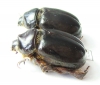 Pericoptus truncatus, pair  New Zealand - INSECTS-STORE.RU