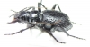 Mantica horni, male  Namibia  - INSECTS-STORE.RU