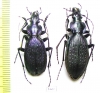 Carabus (Archiplectes) protensus protensus, pair  Georgia - INSECTS-STORE.RU