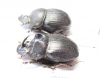 Copris sp., pair  South Africa Rep. - INSECTS-STORE.RU