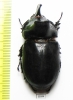 Oryctes ranavalo f. acuticollis, male  Madagascar 47mm - INSECTS-STORE.RU