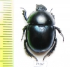 Trypocopris ? vernalis viridissimus  Greece - INSECTS-STORE.RU