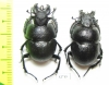 Lethrus scoparius, pair  Kazakhstan - INSECTS-STORE.RU
