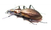 Carabus (Acoptolabrus) gehinii  Japan - INSECTS-STORE.RU