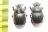Copris sp., pair  South Africa Rep. - INSECTS-STORE.RU