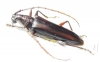 Cerambycidae sp.  Panama - INSECTS-STORE.RU