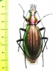 Carabus (Acoptolabrus) gehinii  Japan - INSECTS-STORE.RU