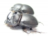 Copris sp., pair  South Africa Rep. - INSECTS-STORE.RU