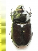 Oryctes ranavalo, male  Madagascar - INSECTS-STORE.RU