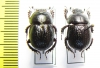 Odontotrypes zhongdianensis  China - INSECTS-STORE.RU
