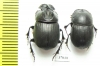 Copris sp., pair  South Africa Rep. - INSECTS-STORE.RU