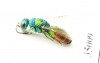 Chrysididae sp.  Russia, Tver reg. - INSECTS-STORE.RU